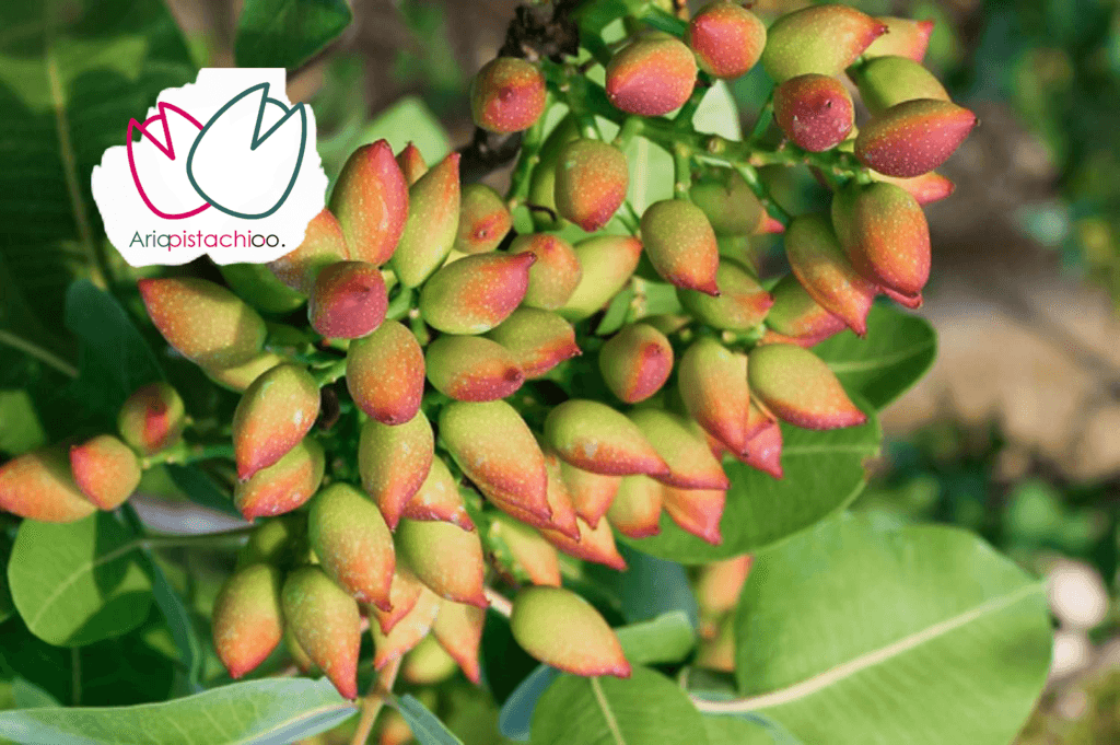 کود سه بیست برای پسته