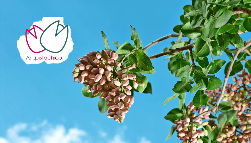 کود سه بیست برای پسته