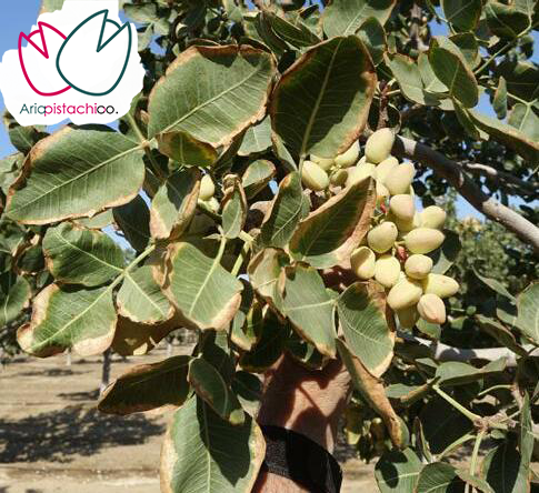 حاشیه خشکیدگی برگ پسته بر اثر گرما