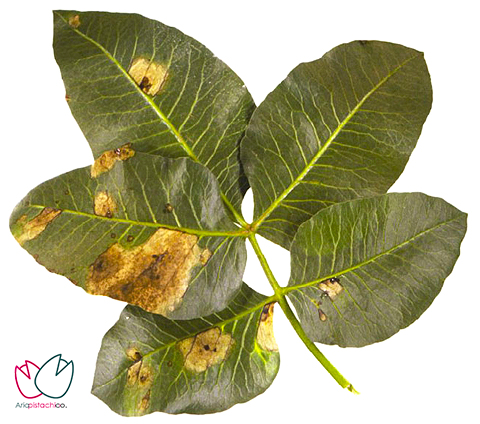 حاشیه خشکی برگ پسته