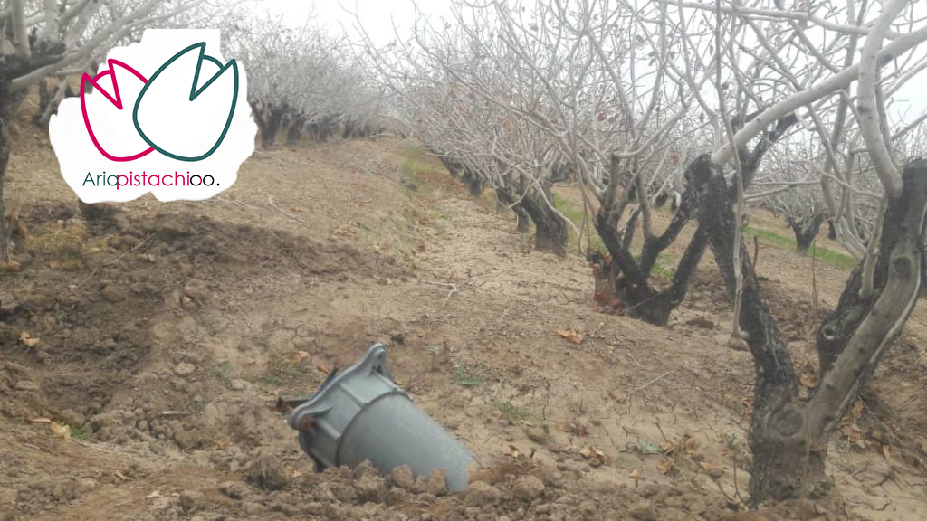 هرس درختان پسته یکی از دلایل پوک شدن پسته