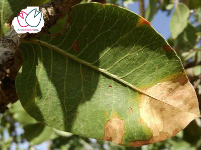 حاشیه خشکی برگ پسته در اثر بیماری قارچی Alternaria