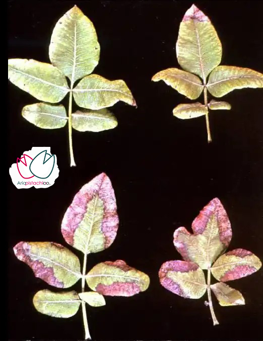 علائم کمبود پتاسیم در برگ پسته