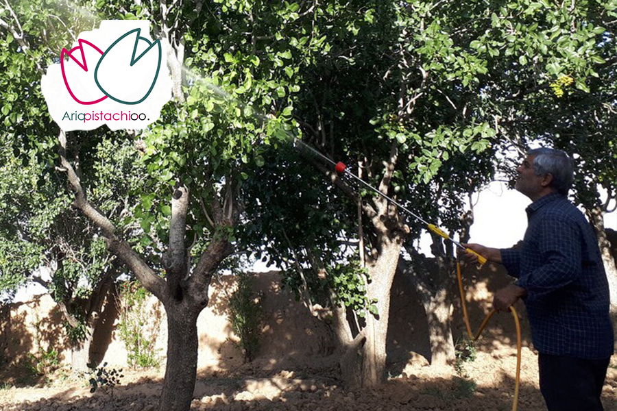 جلبک پاشی روی درخت پسته