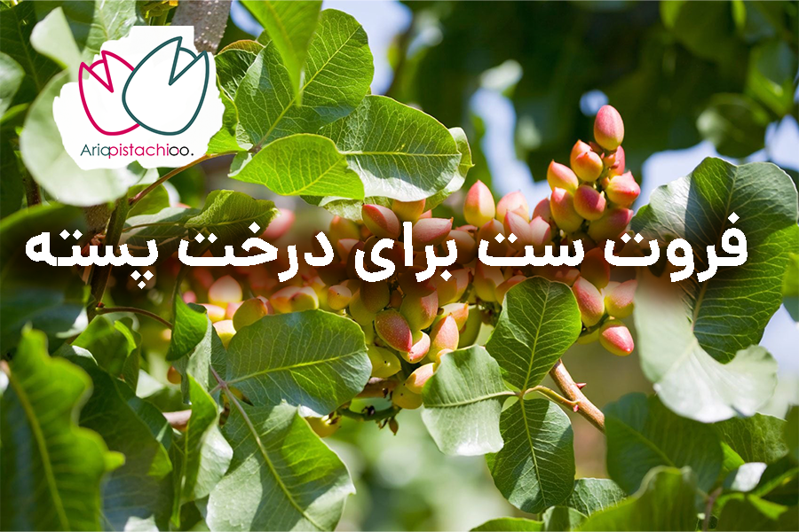 فروت ست برای پسته